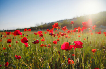 Fototapeta na wymiar Poppy meadow in the light of the setting sun