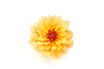 Dahlia flower on a white background
