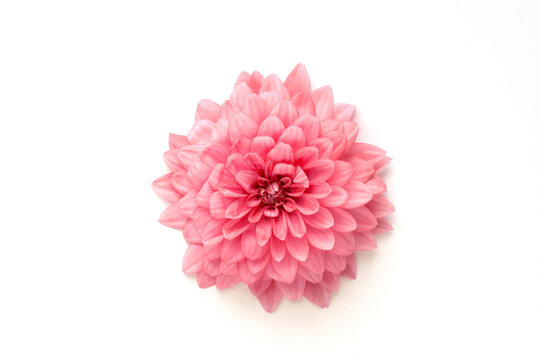 Dahlia flower on a white background
