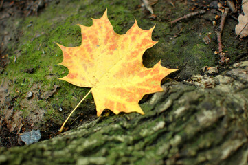 Yellow orange maple leaf lying on the moss covered ground near the tree. Maple leaf.