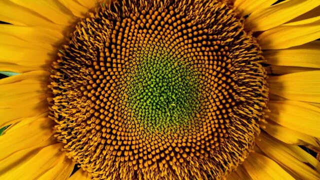 Yellow Sunflower Head Blooming in Time Lapse