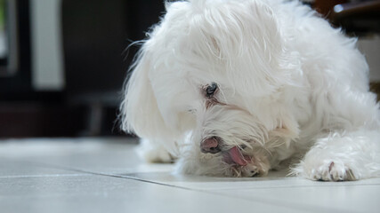 cute white dog portrait who is licking paws - obrazy, fototapety, plakaty