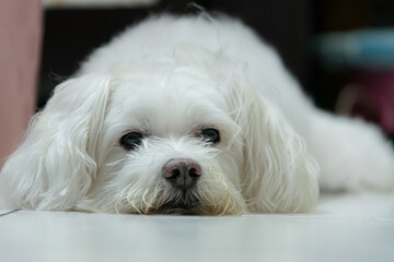 cute white dog portrait who is laying on the floor and feeling asleep