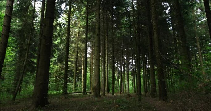 Tall forest trees low angle slider shot. Daytime Summer. Real time no people