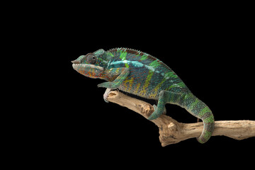 Rainbow  Panther chameleon isolated on black background