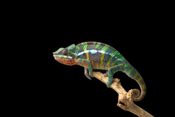 Rainbow  Panther chameleon isolated on black background