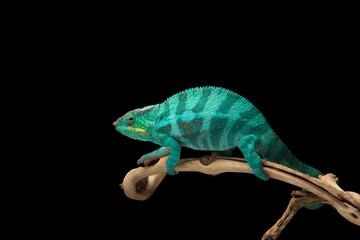 Rainbow  Panther chameleon isolated on black background