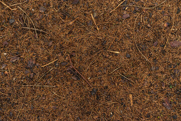 Pine needles fallen on woodland floor in Autumn with ivy growth