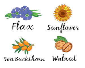 Flax, Sunflower, Sea Buckthorn and Walnut. Vector pictures for packaging. Hand graphics