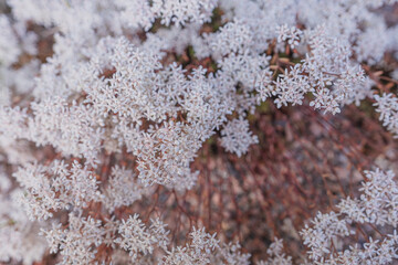 Garden white flowers. close-up..Floristry concept. greeting card