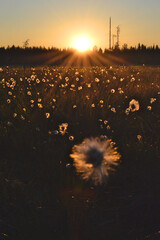 The midnight sun in the swamp in Finnish Lapland. The night is warm and peaceful. Cottongrass bathed in sunlight. 