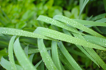 Green grass after the rain. Raindrops on the grass. Grass stalks after the rain.