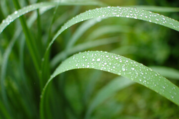 Green grass after the rain. Raindrops on the grass. Grass stalks after the rain.
