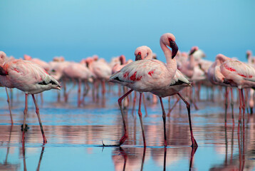 Wild african birds.  Flock of pink african flamingos  walking around the blue lagoon on the background of bright sky on a sunny day.