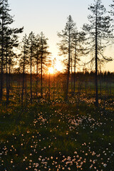 The midnight sun in the swamp in Finnish Lapland. The night is warm and peaceful. Cottongrass bathed in sunlight. 