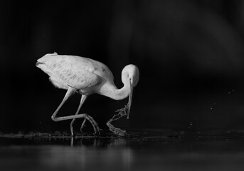 Western reef heron fishing, Asker marsh, Bahrain