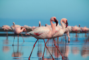 Wild african birds.  Flock of pink african flamingos  walking around the blue lagoon on the background of bright sky on a sunny day.