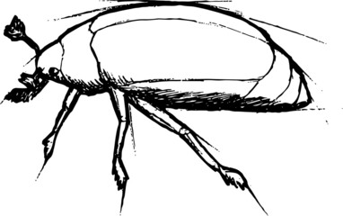 Black and white sketch of a beetle