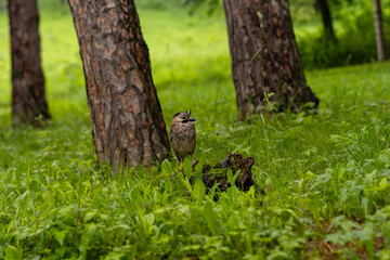 Little bird in forest. Close up portrait of an European bird on a wood trunk in a forest during summer.