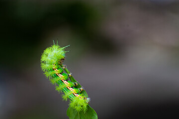 close up of a caterpillar
