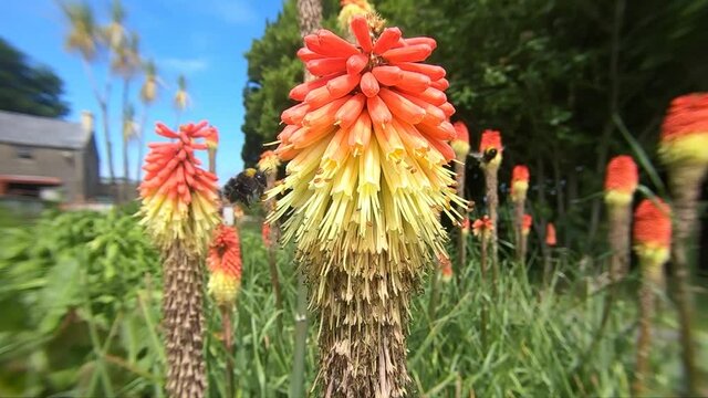 Bee on a Red Hot Poker Kniphofia in full bloom in a garden in slow motion