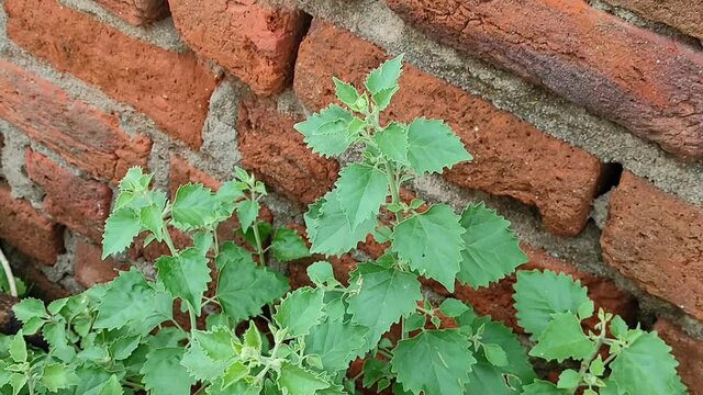 A green saltbush in the garden