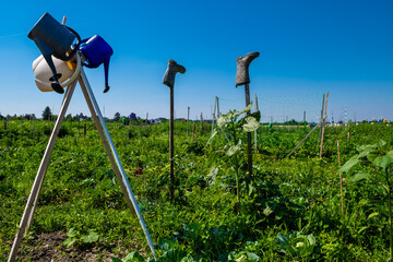 Vegetable Patch With Cultivated Plants And Gardening Equipment Within a Town