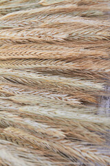 Close-up texture of golden wheat ears cereal grains.