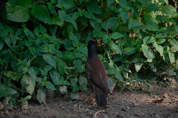 bird of prey