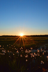 The midnight sun in the swamp in Finnish Lapland. The night is warm and peaceful. Cottongrass bathed in sunlight. 