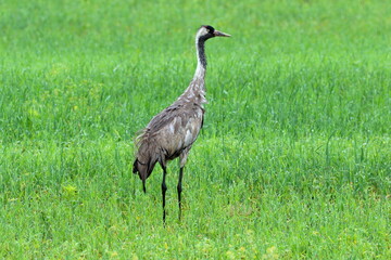 Grus grus, Grus communis. Crane on a summer day in the Altai region in Russia