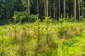 Wiederaufforstung durch Anpflanzen von Jungbäumen im Mischwald