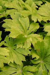 natural background with textured green leaves for a postcard