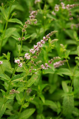 natural background with textured green leaves for a postcard
