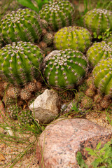 natural background prickly plant cactus close-up