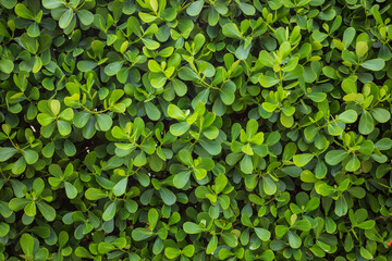 Fototapeta na wymiar Green tree leaf texture background.Selective focus