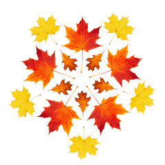  Autumn pattern for design. Autumn leaves on a white background. Dry leaves of oak and maple pattern.