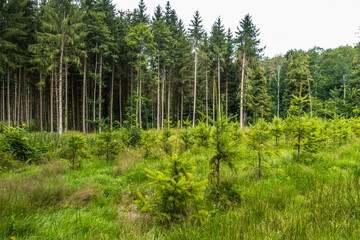 Fototapeta na wymiar Wiederaufforstung durch Anpflanzen von Jungbäumen im Mischwald