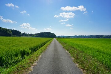 一本道の夏の田園　いすみ市
