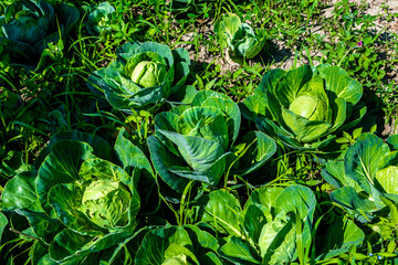 Fresh Cabbage In Vegetable Patch Of An Urban Gardening Area