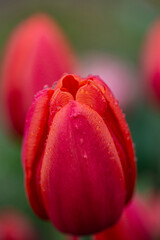 Morning dewdrop Close up of red single beautiful tulip growing in the garden