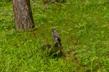 Little bird in forest. Close up portrait of an European bird on a wood trunk in a forest during summer.