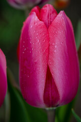 Morning dewdrop Close up of red single beautiful tulip growing in the garden