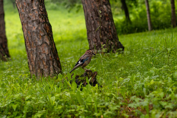 Little bird in forest. Close up portrait of an European bird on a wood trunk in a forest during summer.