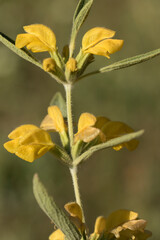 Phlomis armeniaca