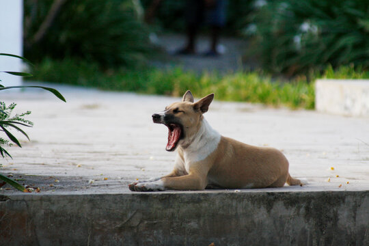 Telomian dog
