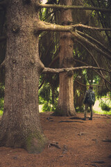 A man is standing in an autumn park next to a large tree and looking up. Aerial view of summer green trees in forest in mountains. Forest Tree Woods.