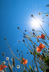 View Up In A Colourful Natural Flower Meadow With Red Poppy And Bright Sun