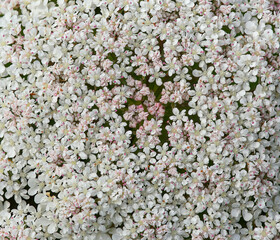 Beautiful flower macro