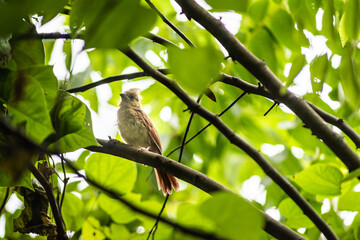 bird on a tree branch